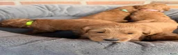 Labradoodle honden te koop: Labradoodle pups  - Advertentie 32