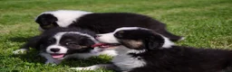 Australian Shepherd honden te koop: Australische herder pups geboren op boerderij (BE) - Advertentie 9