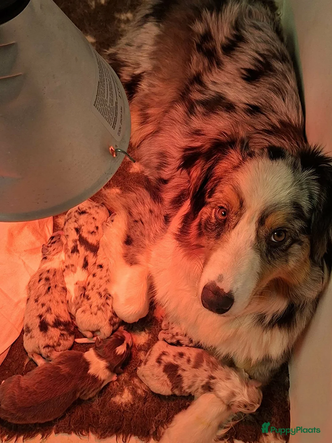 Australian Shepherd honden te koop: Australian shepherd pups met stamboom - Advertentie 4