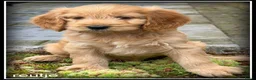 Cockapoo honden te koop: Cockapoo pup teefjes - Advertentie 7