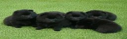 Schipperke honden te koop: Nog keuze uit twee reutjes  in Amerongen - Advertentie 4