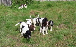 Engelse Springer Spaniel honden te koop: Lieve Engelse springer spaniel puppy's in Gameren - Afbeelding 1