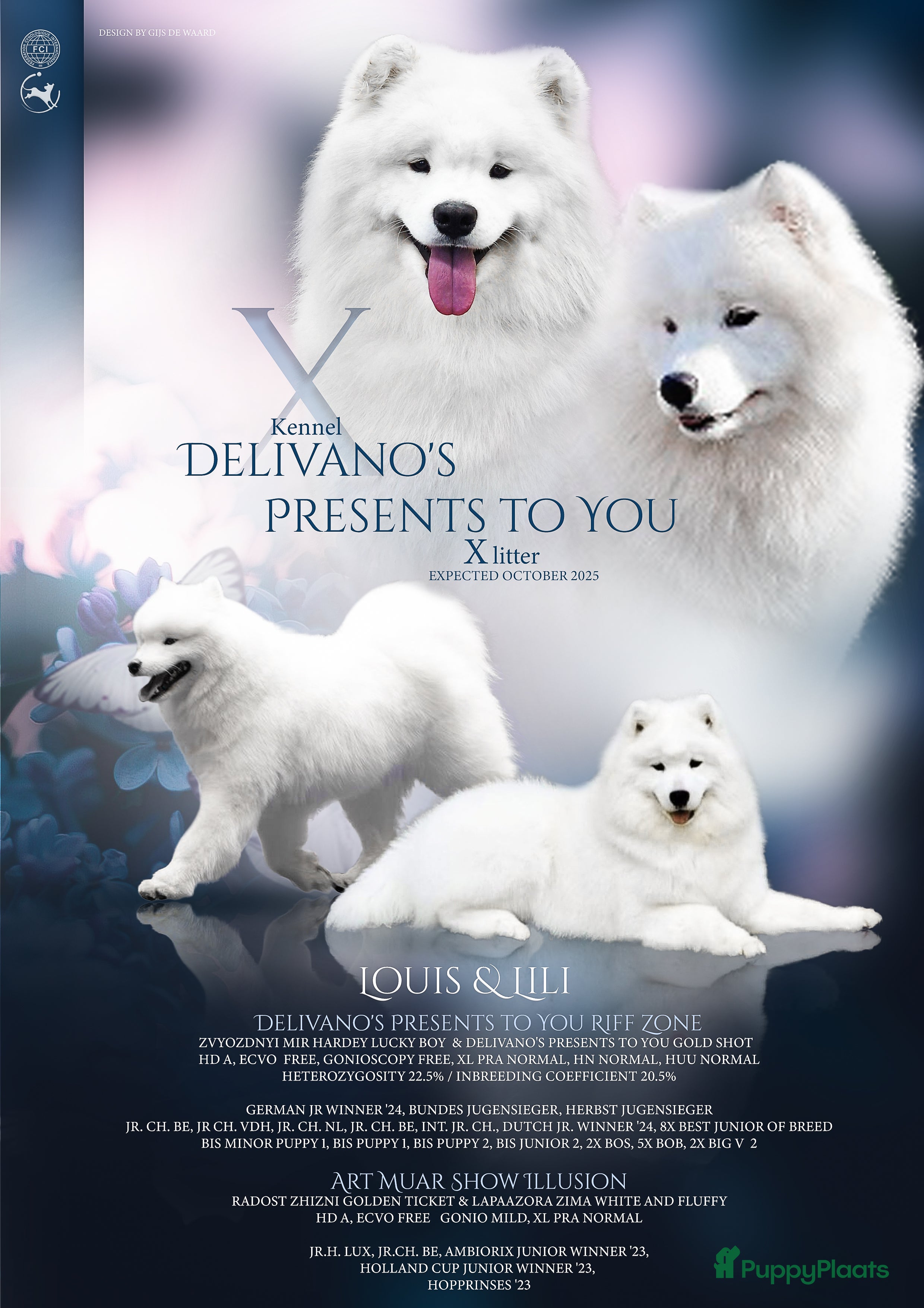 Samojeed honden Twee lieve samojeed meisjes beschikbaar - Advertentie 2