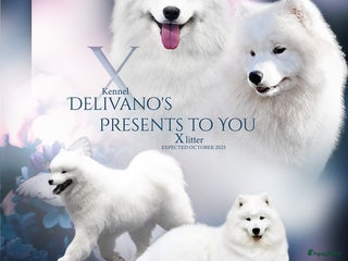 Samojeed honden Twee lieve samojeed meisjes beschikbaar - Advertentie 1