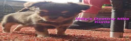 Chihuahua honden te koop: Geweldig mooie chihuahua pups met FCI stamboom - Advertentie 18