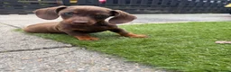 Teckel (korthaar)  honden te koop: Kaninchen x dwerg teckel - Advertentie 5