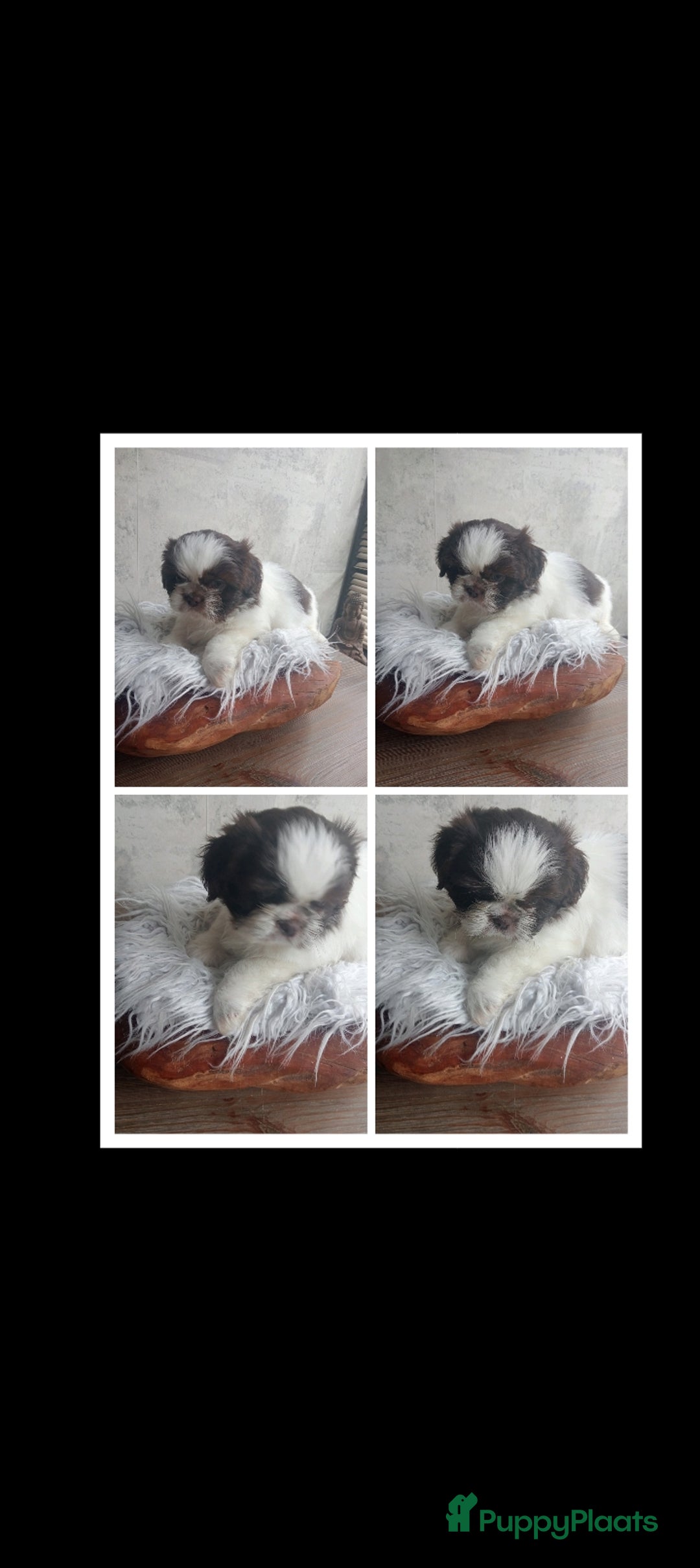Shih Tzu honden te koop: Raszuivere Shih tzu pups nog 1 teefje en 1 reutje  - Afbeelding 22