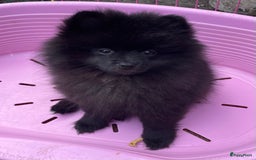 Pomeriaan honden te koop:  2 Prachtige pomeriaan/dwergkees pups. in Enkhuizen - Afbeelding 5