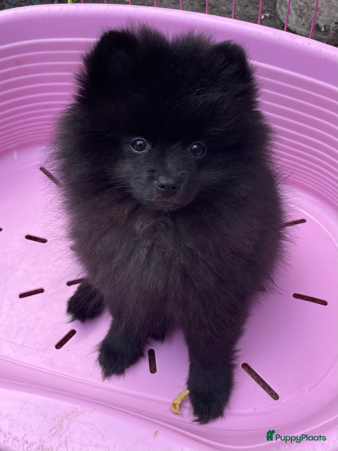 Pomeriaan honden te koop:  2 Prachtige pomeriaan/dwergkees pups. in Enkhuizen - Afbeelding 5