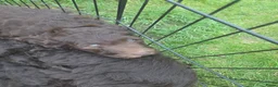 Labradoodle honden te koop: Klaar om te vertrekken naar forever home.. - Advertentie 4