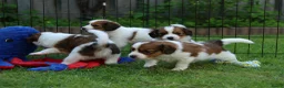 Kooikerhondje honden te koop: Raszuivere Kooikerpup reu. - Advertentie 15
