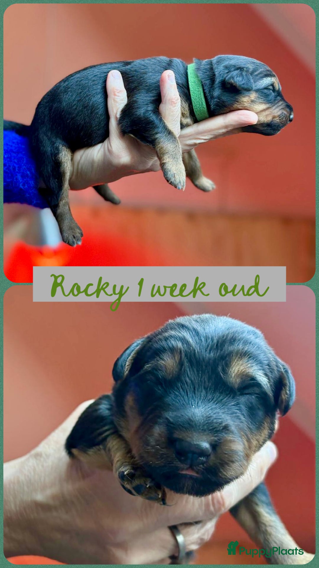 Kruising honden te koop: Nog 1 lieve pup te koop in Niebert - Advertentie 14