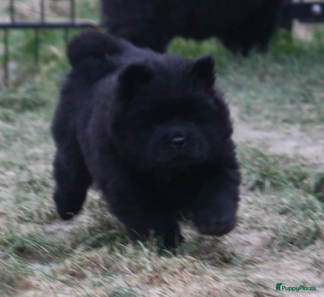 Chow Chow honden te koop: Chow Chow pups teefjes zwart - Advertentie 7