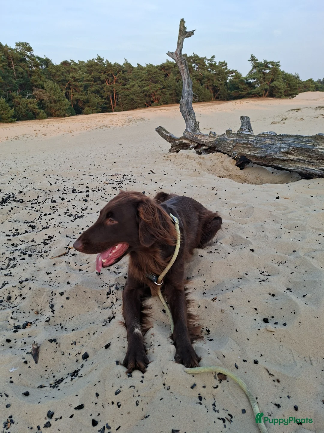 Flatcoated Retriever honden te koop: Flatcoated retriever pups  - Advertentie 1