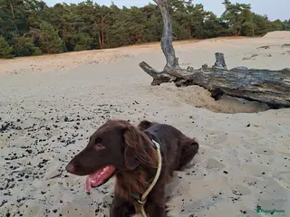 Flatcoated Retriever honden Flatcoated retriever pups - Advertentie 7