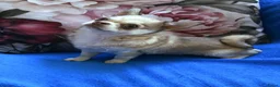 Chihuahua honden te koop: Chihuahua teefje isabelle husky - Advertentie 4