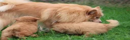 Kruising honden te koop: Vrolijke Kruising Dwergpoedel. - Advertentie 9