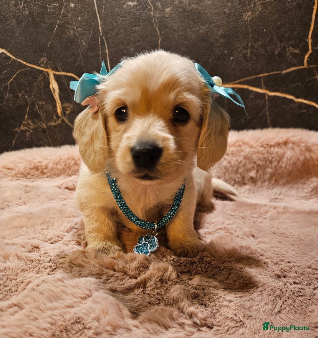 Teckel (langhaar) honden te koop: Schitterende licht blonde kleine teckel pupjes  - Advertentie 8