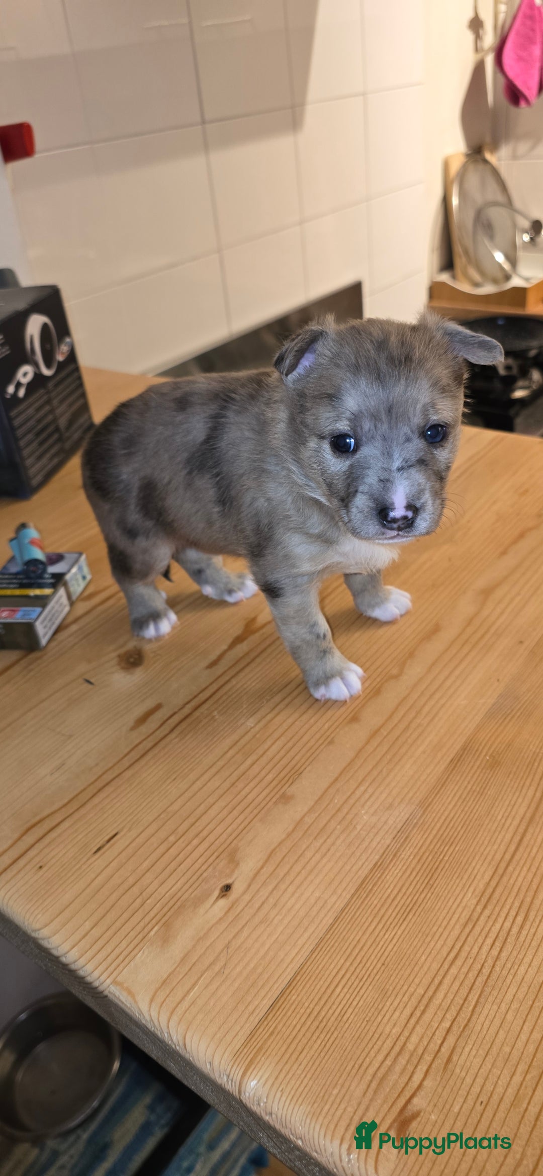 Kruising honden te koop: Te koop kruising bullterrier vs pomsky  - Advertentie 3