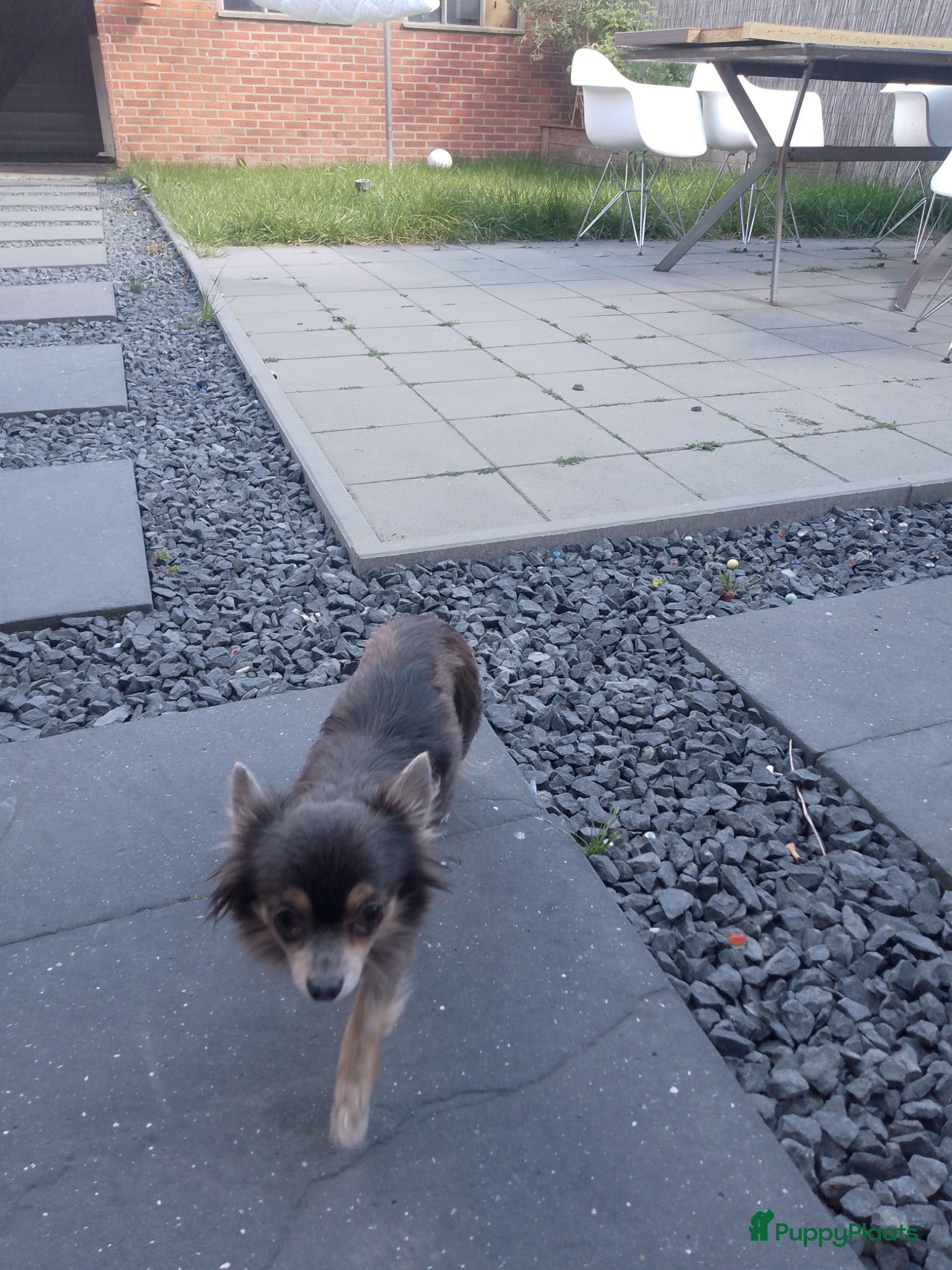 Chihuahua honden Chihuahuas  - Advertentie 1