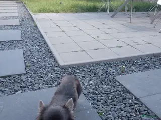 Chihuahua honden Chihuahuas - Advertentie 1