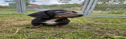 Teckel (korthaar)  honden te koop: Dwergteckel reu en teefje zoeken nieuw huisje - Advertentie 6