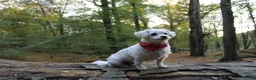 Maltipoo honden te koop: Kleinblijvende Maltipoo F1b donker abrikoos - Advertentie 6