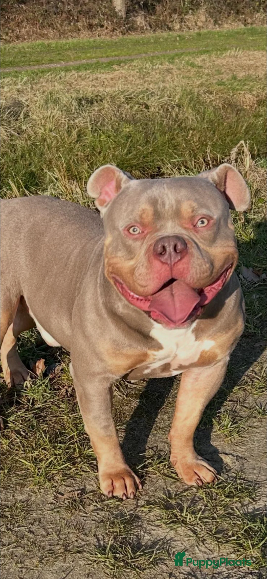 Amerikaanse Bully honden te koop: Pocket bully  - Advertentie 7