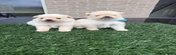 Pomeriaan honden te koop: Twee prachtige raszuivere Pomeranian beschikbaar - Advertentie 4