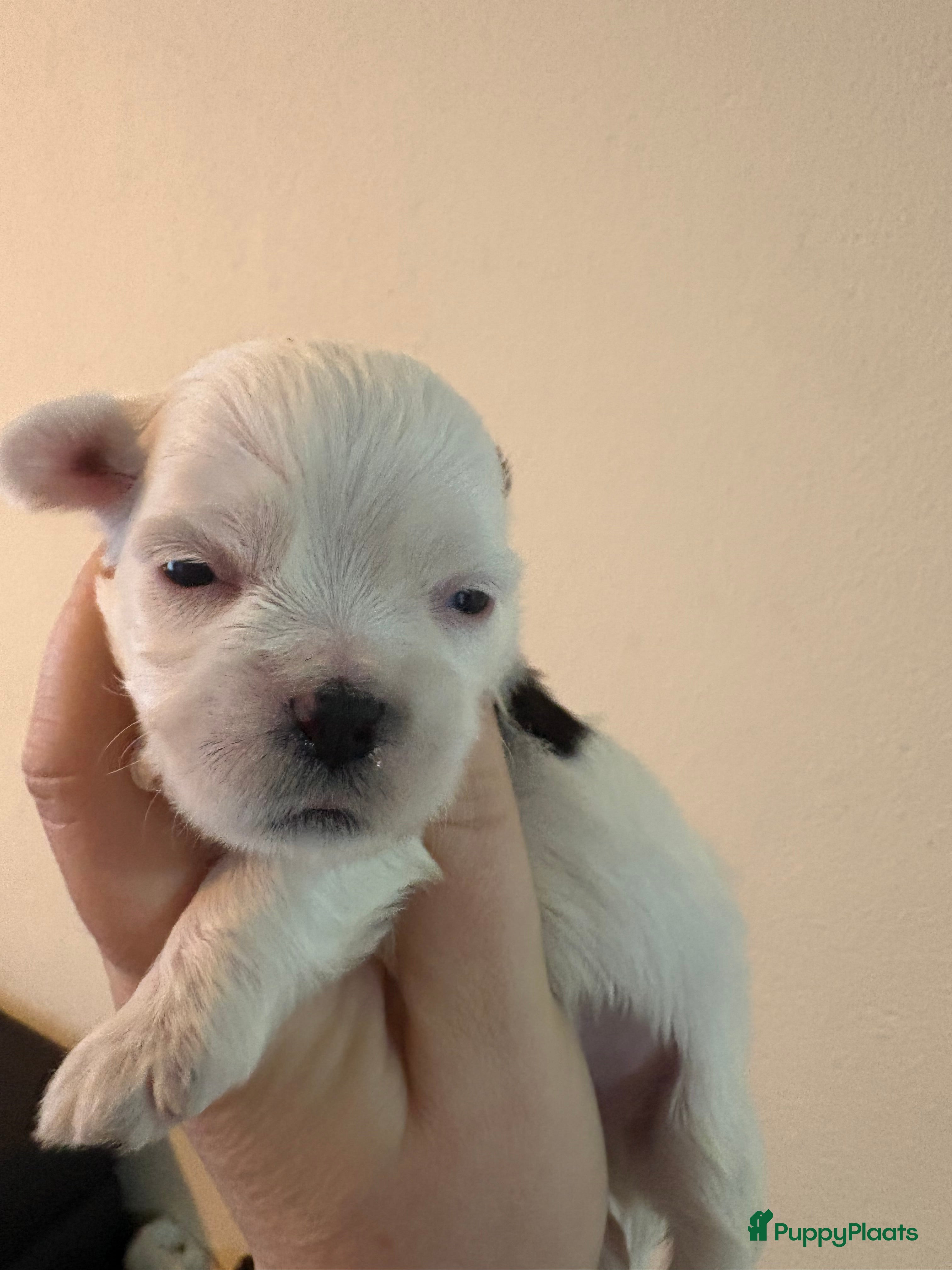 Shih Tzu honden Boomertjes - Advertentie 2