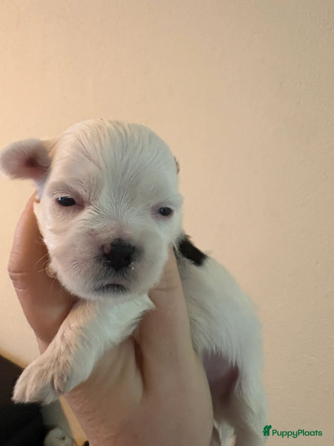 Shih Tzu honden te koop: Boomertjes - Advertentie 2