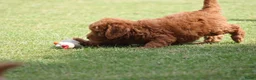 Goldendoodle honden te koop: Mooie Goldendoodle pups - Advertentie 15