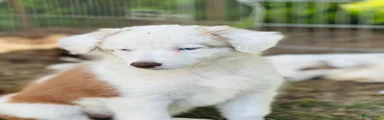 Fae ( naam nog zelf te kiezen ) 