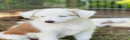 Border Collie honden te koop: Nog 2 mooie border collie dametjes - Advertentie 5