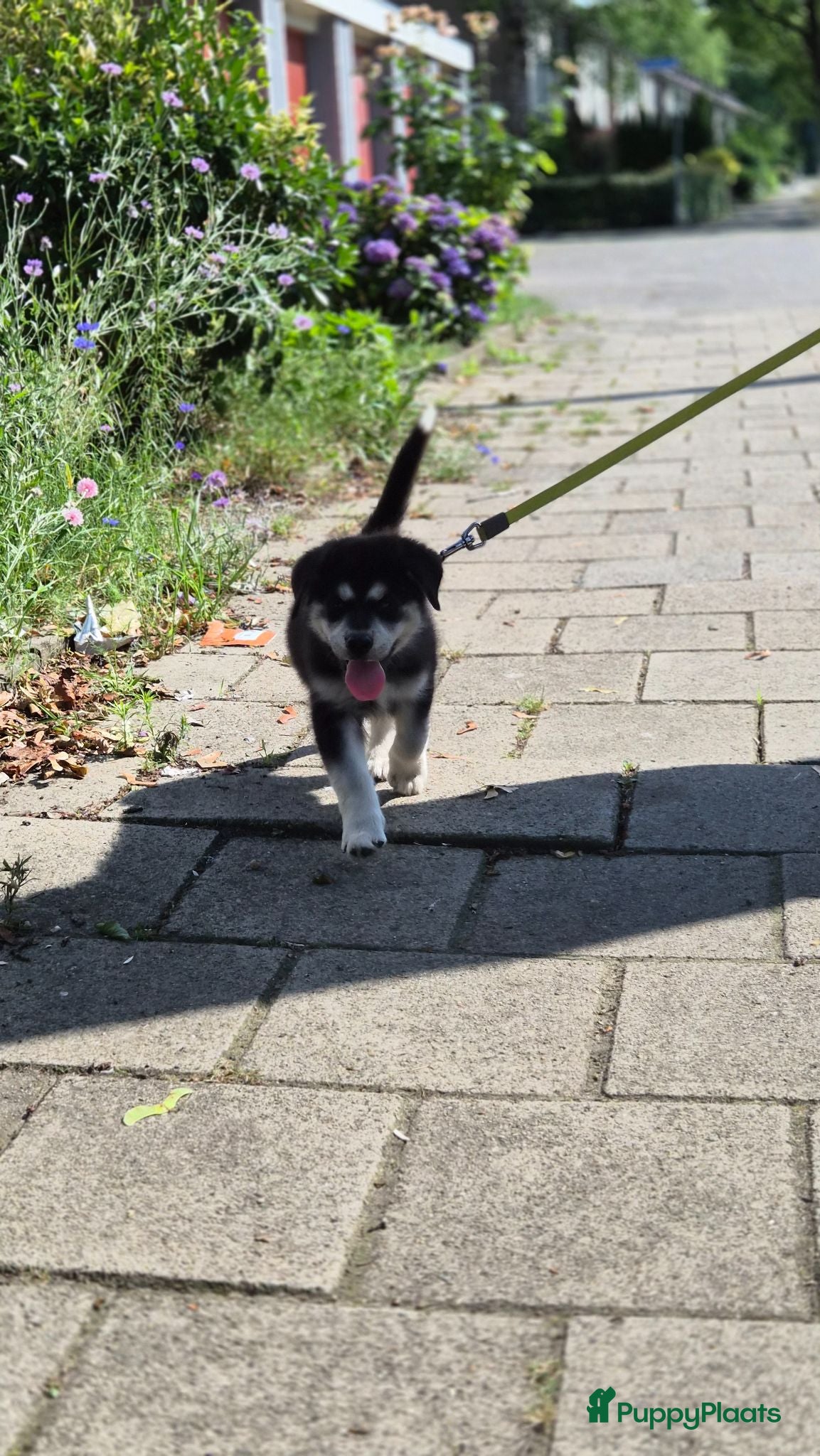 Kruising honden Labrakita pups (mogen verhuizen) - Advertentie 1
