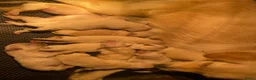 Golden Retriever honden te koop: Golden retriever pups - Advertentie 9