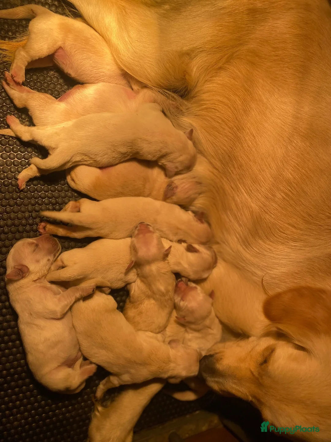 Golden Retriever honden te koop: Golden retriever pups - Advertentie 9