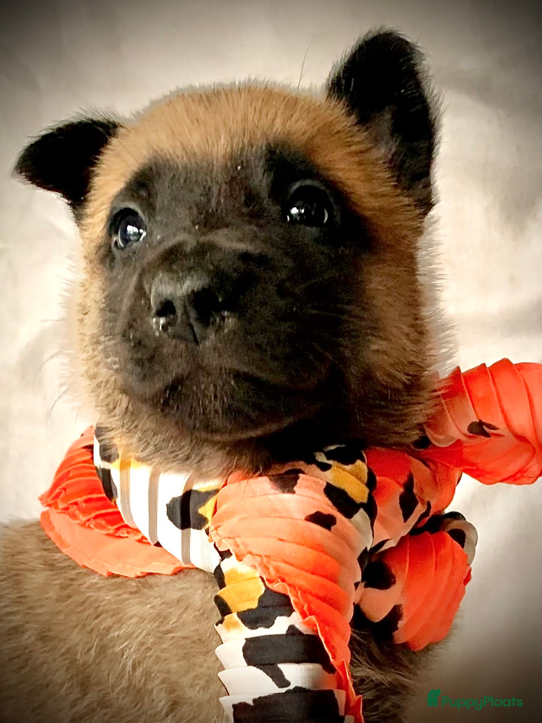 Mechelse Herder honden te koop: Mechelse herder pups met stamboom F.C.I - Advertentie 8