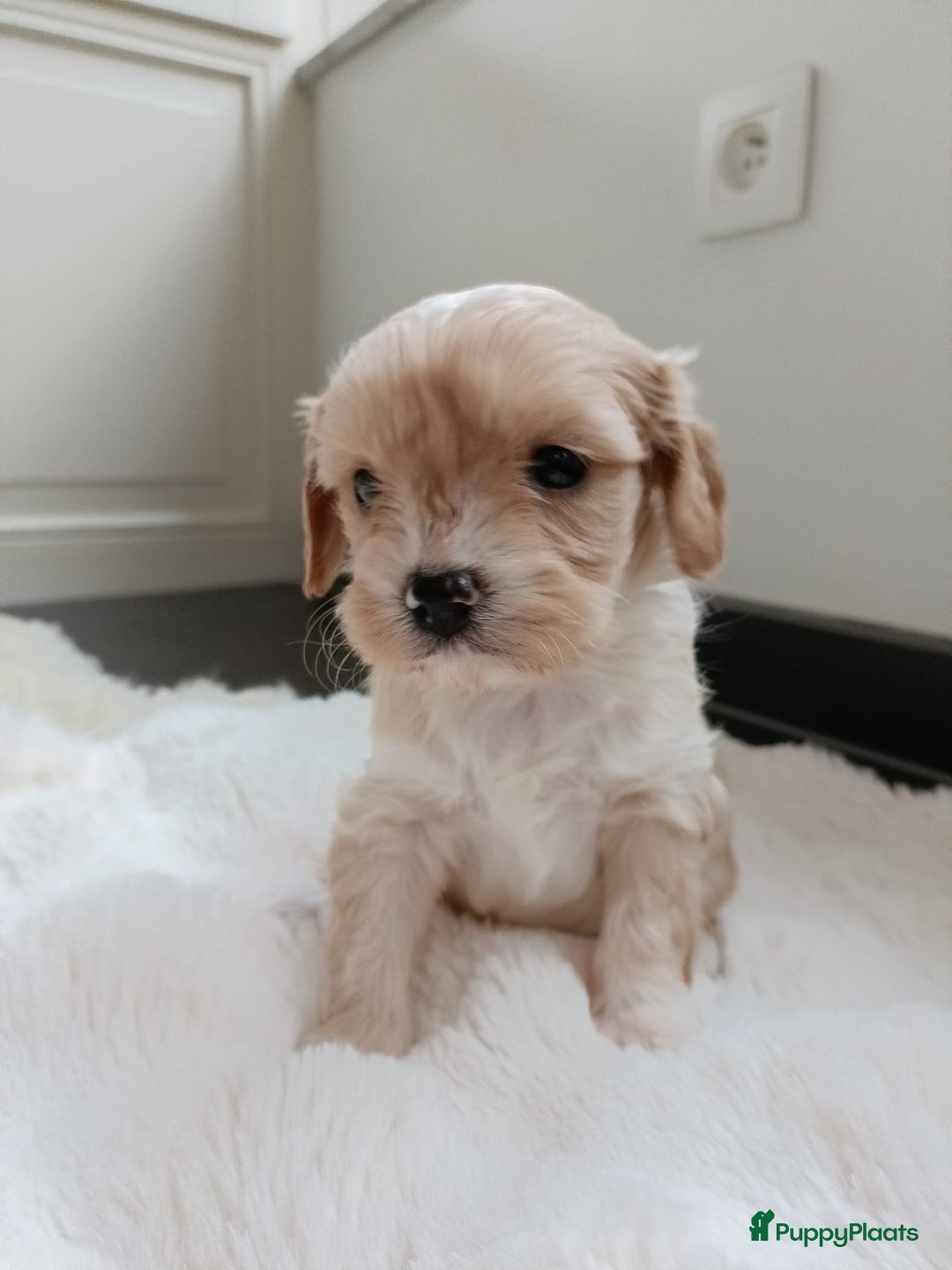 Cavapoo honden te koop: Leuke Cavapoo pups! - Advertentie 6