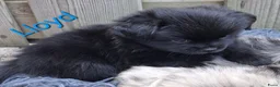 Kruising honden te koop: Prachtig Shiranian F1 pup reu shih tzu x pomeriaan - Advertentie 5