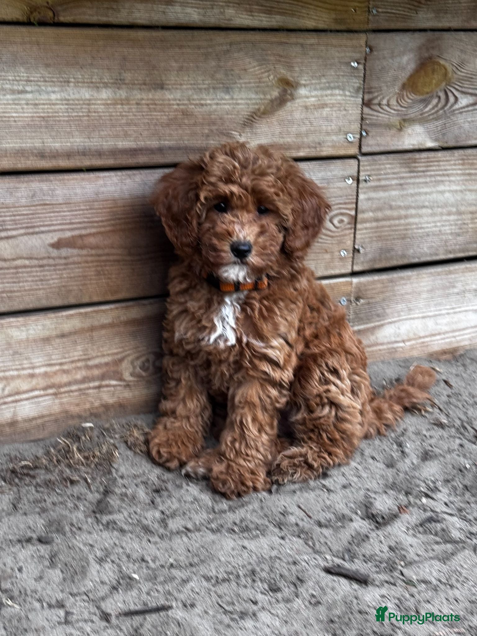 Maltipoo honden Maltipoo puppy te koop - Advertentie 1