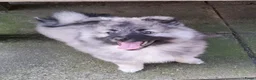 Keeshond honden te koop: Middenslag keeshond pup - Advertentie 5
