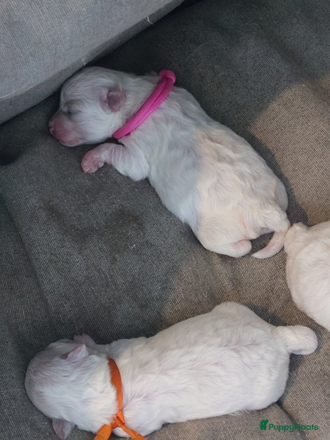 Bichon Frisé honden te koop: Koninklijke hond: Bichon Frisé met stamboom - Advertentie 4