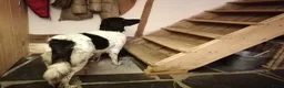 Friese Stabij honden te koop: Friese Stabij puppy's te koop - Advertentie 3