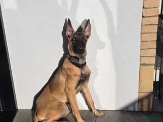 Mechelse Herder honden Mechelse herder pup - Advertentie 2