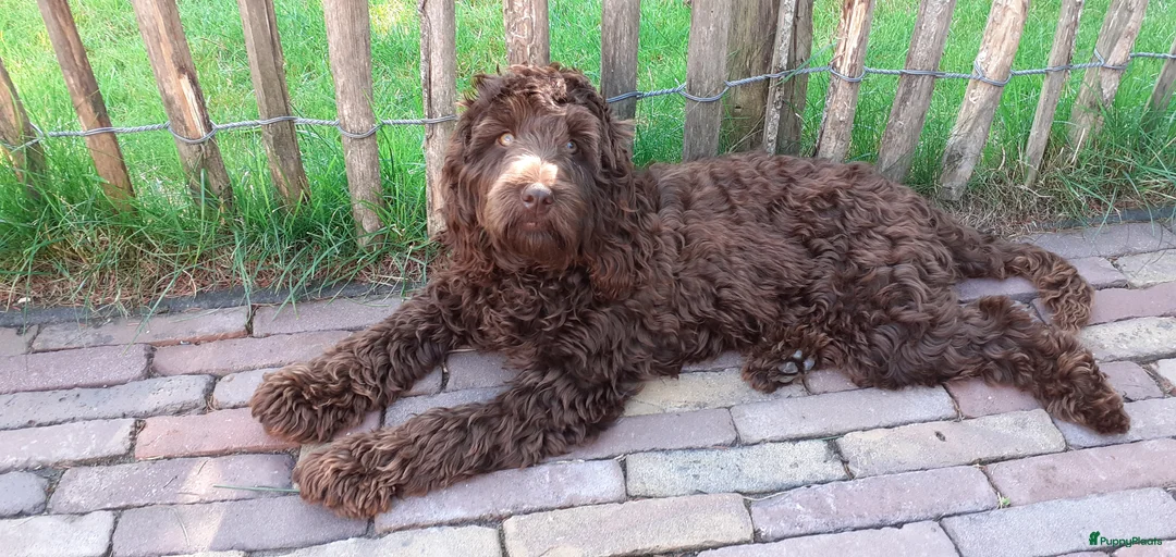 Cockapoo honden te koop: Cockapoo pups - Advertentie 1