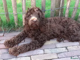 Cockapoo honden Cockapoo pups - Advertentie 1