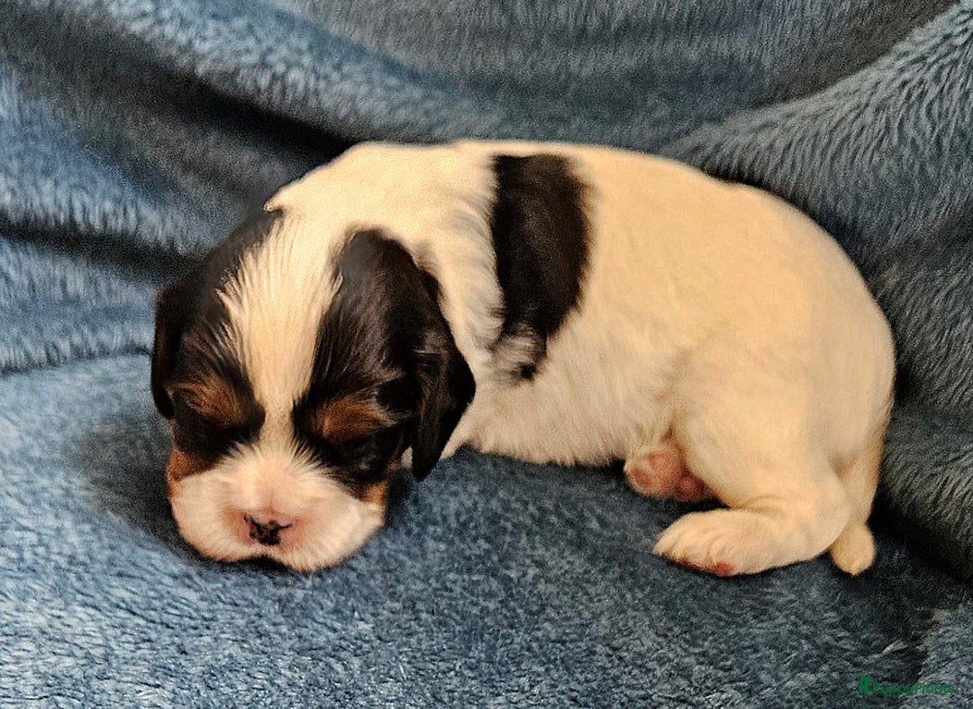 Cavalier King Charles Spaniel honden te koop: Cavalier King Charles Spaniel in Makkinga - Afbeelding 9
