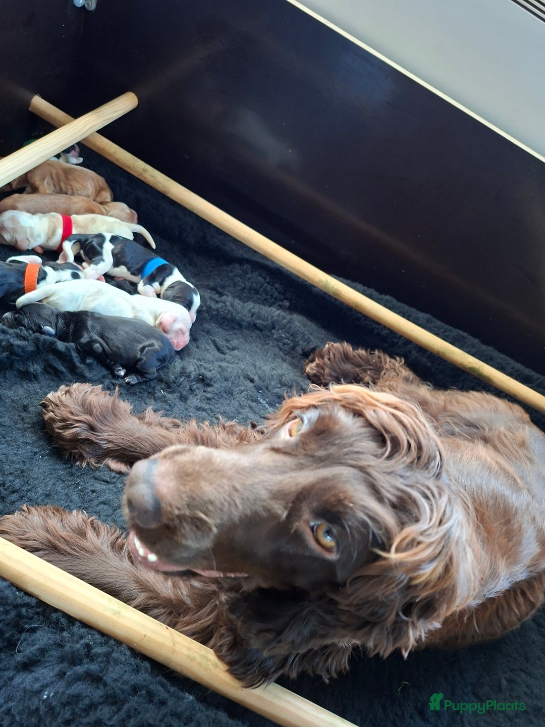 Engelse Cocker Spaniel honden te koop: Pas geboren pups Engelse Cocker Spaniel  - Advertentie 4