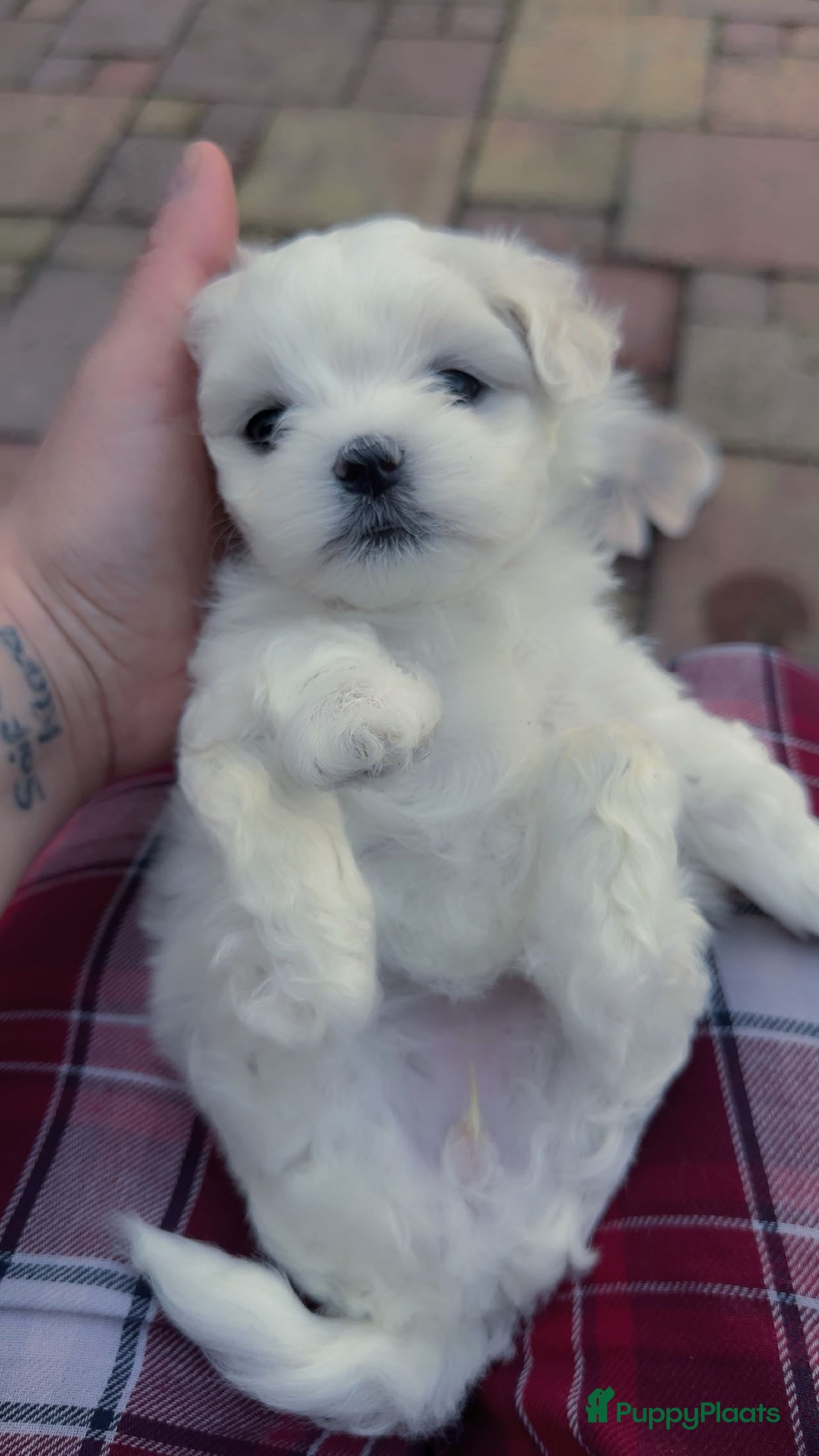 Maltezer honden Mini malzeter  - Advertentie 1